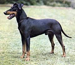 Sally anne thompson/encyclopædia britannica, inc. Hunderasse Manchester Terrier