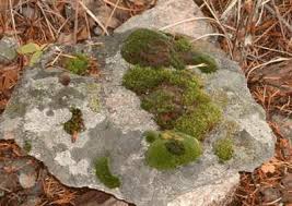 Mosses don't necessarily grow well on all stone walls or types of rock. Moss And Lichen Moss Gardening