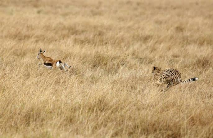 922 Cheetah Antelope Stock Photos - Free & Royalty-Free Stock Photos from Dreamstime
