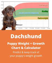 How much will my dog weigh when fully grown? Dachshund Weight Growth Chart 2021 How Heavy Will My Dachshund Weigh The Goody Pet