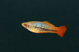Care Guide For Platy Fish – Feeding, Breeding, And Tank Mates – Aquarium  Co-Op