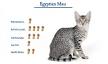 6 Amazing Egyptian Cat Breeds - Full List with Pictures