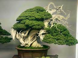 Board Bonsai Terrariums Bonsai Bonsaitree Bonsaiart Bonsailovers Bonsais Board Bonsai Bonsai Tree Bonsaiart In 2020 Bonsai Plants Bonsai Tree Indoor Bonsai