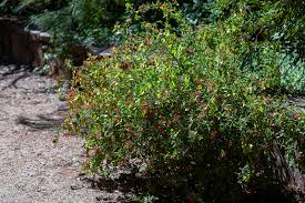 Image result for Justicia rodgersii