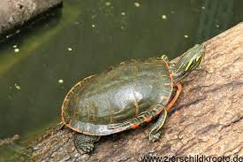Wer selber mit anpacken will, sollte sich schon im vorfeld mit den eigenen belastungsgrenzen auseinandersetzen. Teichhaltung Von Wasserschildkroten
