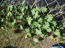 Image result for Malva parviflora