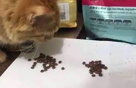 Makanan kucing anggora berdasarkan umur. Review Makanan Kucing Kitchen Flavor No Pork Myhewan