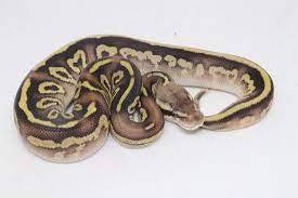 Pin On Ball Pythons