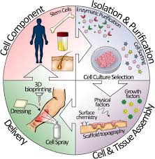 We did not find results for: Skin Tissue Regeneration For Burn Injury Stem Cell Research Therapy Full Text