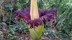 Cara ini terjadi membutuhkan waktu 2 hingga 3 tahun. Catat Ini Perbedaan Bunga Bangkai Amorphophallus Dan Rafflesia