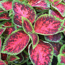 Image result for Coleus zombensis