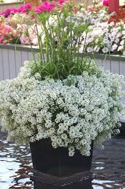Balkonpflanzen Weiss Hangend Duftsteinrich Lobularia Snow White Balkon Pflanzen Blumen Im Blumentopf Pflanzen