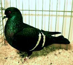 Starling Pigeon: Origin, Characteristics, Uses