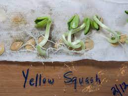 If you start your seeds on a paper towel, provided you care for the. How To Germinate Flower Seeds In Paper Towels Hgtv