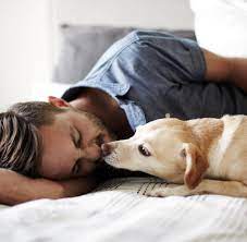 Zudem haben zecken im bett einen sehr direkten zugang zum wirt mensch und können krankheiten wie fsme und borreliose übertragen.» flöhe würden laut der expertin im bett gleichfalls rascher auf den besitzer überspringen. Haustiere Warum Katze Und Hund Im Bett Nichts Verloren Haben Welt