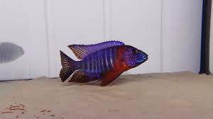 However other peacock cichlids should. Malawi Cichlids Aulonocara Red Blue Select Youtube