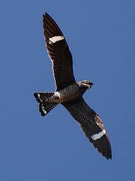 Black And White Birds In California Common Nighthawk Pet Birds Nighthawks Bird Life List