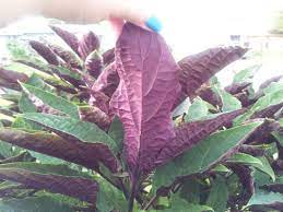 Leaf color often varies from plant to plant and large numbers of pure green plants maybe be produced. Purple And Green Leaved Shrub Indent