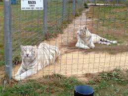 Big cat country and giraffe building now open. Two White Bengal Tigers Picture Of Wisconsin Big Cat Rescue Rock Springs Tripadvisor