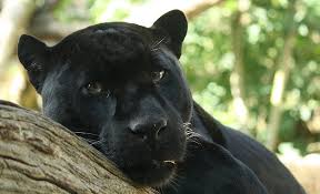 Panther is known as black jaguar in latin america, as black leopard in asia and africa, and as black cougar in north america. Panther Animal Facts Panthera Pardus Panthera Onca Az Animals