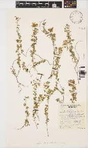 Image result for Dichilus