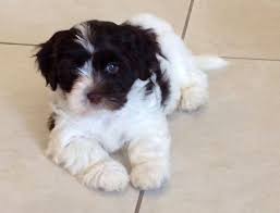 Havanese Puppies For Sale Past Puppies Havanese Puppies For Sale Havanese Puppies Puppies