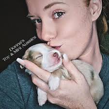 Donna's Toy & Mini Aussies (@donnasminiaussies) • Instagram photos and  videos