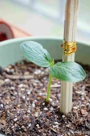 Check spelling or type a new query. Tips For Growing Cucumbers Ideas And Secrets Gardening Tips