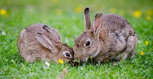 Snails are slimy little creatures that don't seem to do all that much. Dreams About Rabbits Interpretation And Meaning