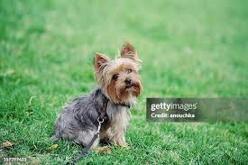 Image result for white yorkshire terrier