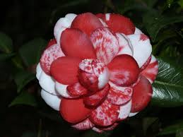 Camellia Japonica Tudor Baby Variegated I Love Camellias Tea Roses Flowers Planting Herbs