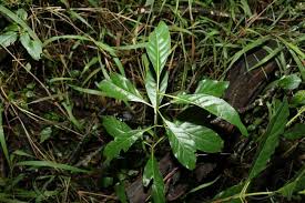 Image result for Pavetta johnstonii