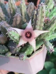 Image result for Huernia procumbens
