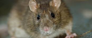 How many baby mice are in a litter? Protecting Against Diseases Carried By Mice And Rats