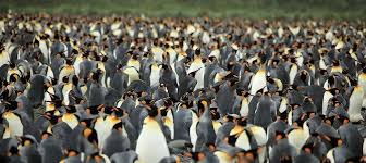Birds That Look Like Penguins But Aren T King Penguin Photo Gallery King Penguin Penguins Photo Galleries