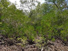 Image result for Ceriops