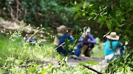 Park Rx—Forest Bathing Walk (CA State Parks Week)