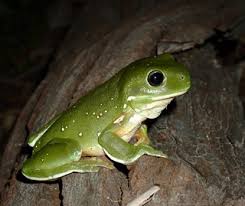 Green frog tools has a new diversified series of ( oem / odm ) all products available for consumer & garden needs. Frogs Nsw Environment Energy And Science