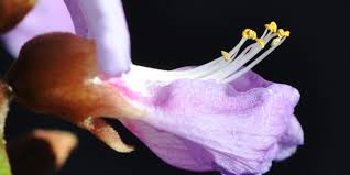 Image result for Millettia bussei