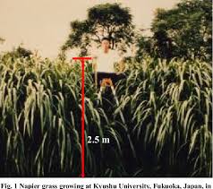 It has larger leaves, softer and less persistent hairs of leaf blades and sheaths and less sharp leaf edges.it is juicier and succulent at all. Pdf Characteristics Of Biomass Productivity And Related Growth Parameters In Napiergrass Pennisetum Purpureum Schumach Semantic Scholar