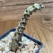 Image result for Ceropegia burchelliana