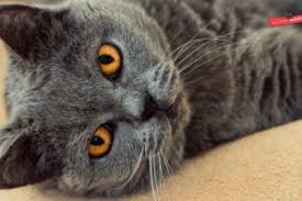 British Shorthair Weight By Age Full Guide