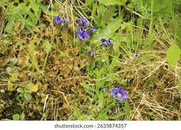 Image result for Swertia pleurogynoides