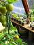 Balcony Kitchen Garden