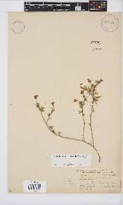 Image result for Lotononis laxa