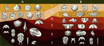 These were the most pressing questions my friends back home wanted to know, so i went out in discovery of answers. Law Of Faunal Succession Definition Facts Britannica