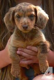 Black And Tan Reverse Dapple Dachshund Akc Long Haired Chocolate Tan Dapple Miniature Dachshund Male Puppy Dapple Dachshund Dachshund Puppies Long Haired Dachshund