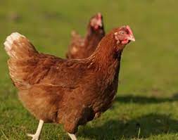 Check spelling or type a new query. Cara Ternak Ayam Petelur Ayam Ketawa Ayam Mutiara Dan Kalkun Diedit Com