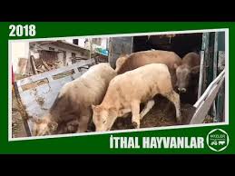 Ithal Besilik Dana Youtube