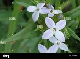 Image result for Conostomium natalense